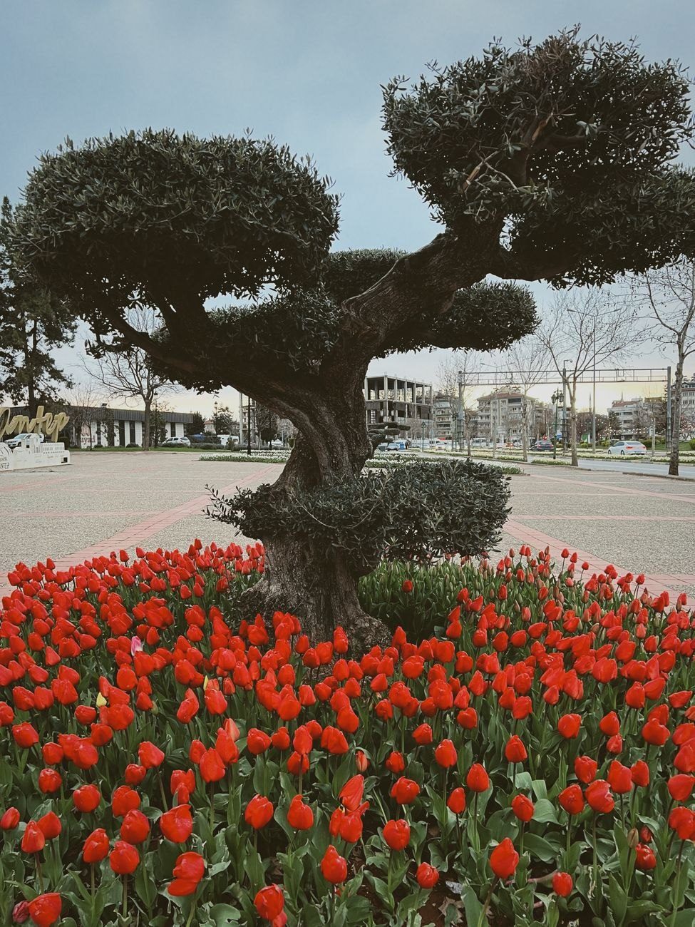 A Majestic Bonsai Tree Surrounded by Vibrant jigsaw puzzle