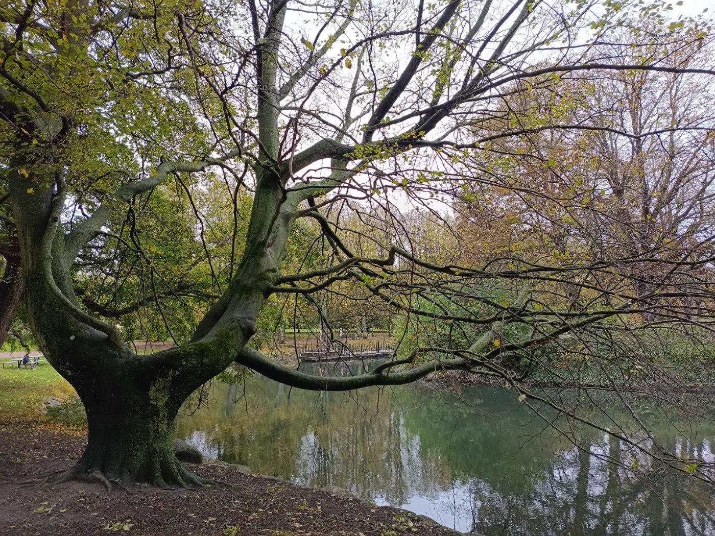 A Serene Park Scene Featuring a Prominent jigsaw puzzle
