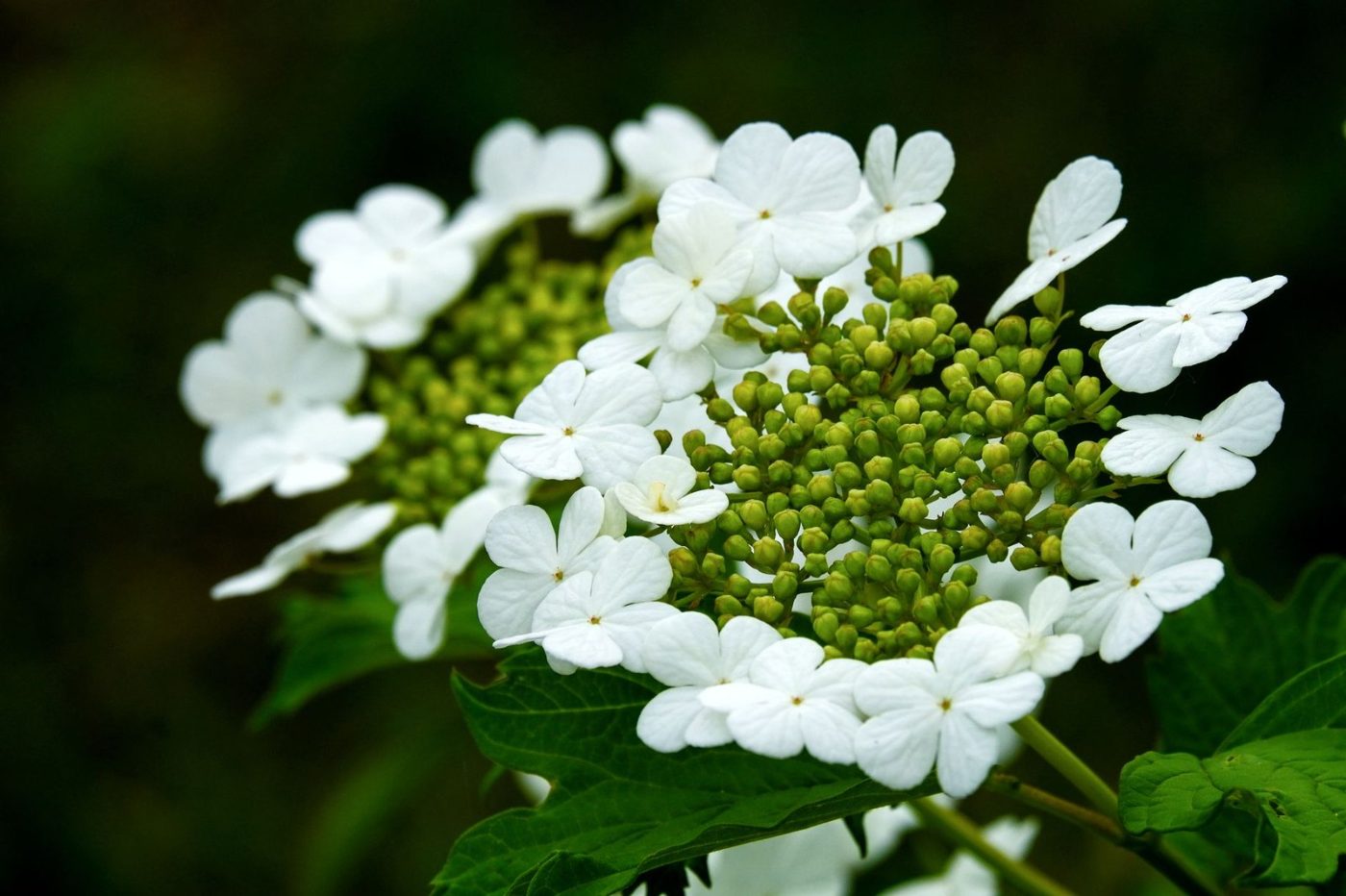 A Vivid Close up of White Hydrangea jigsaw puzzle