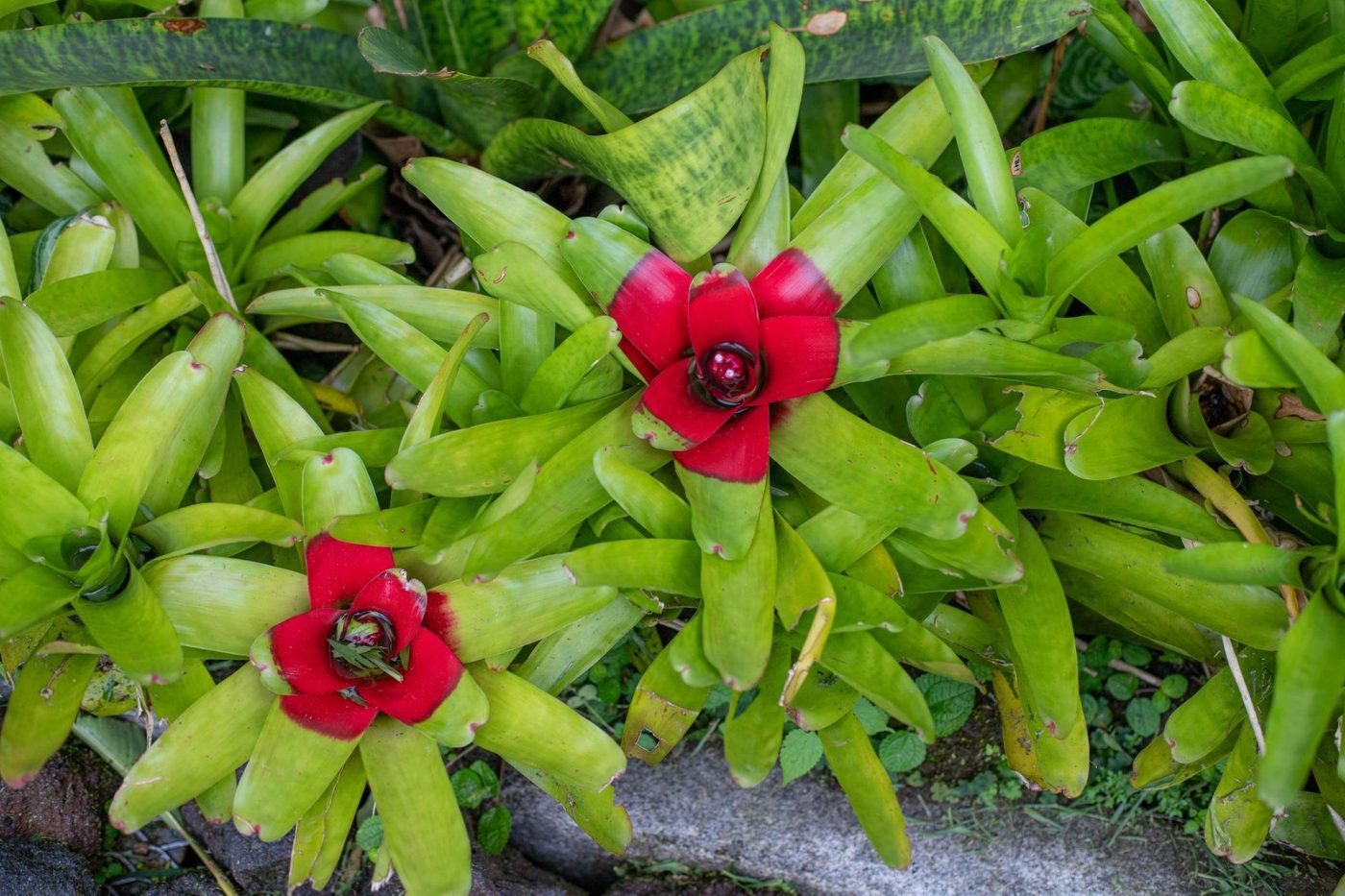 Close up of Vibrant Red Bromeliads Amidst jigsaw puzzle