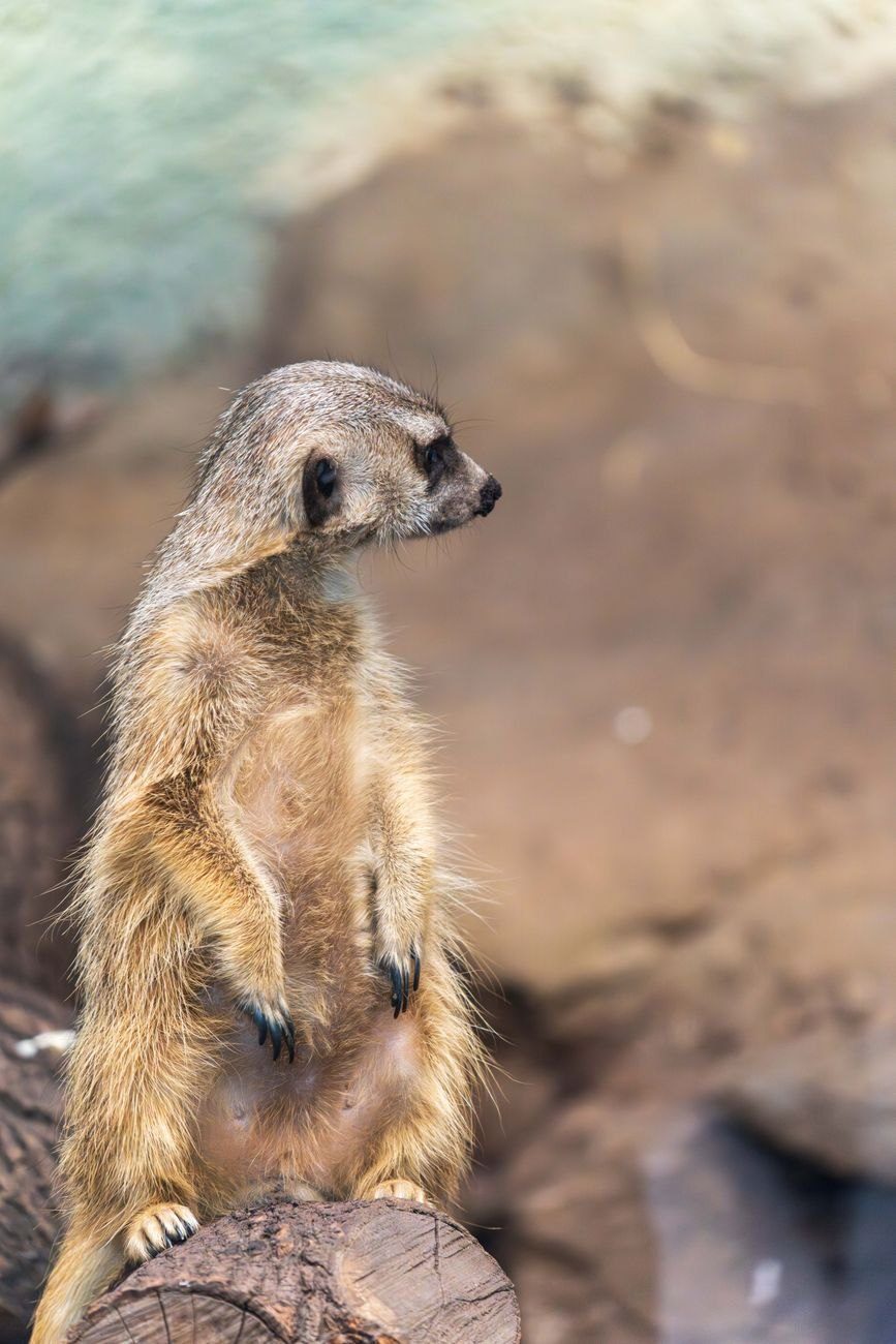 A Curious Meerkat Stands Alert in Its jigsaw puzzle