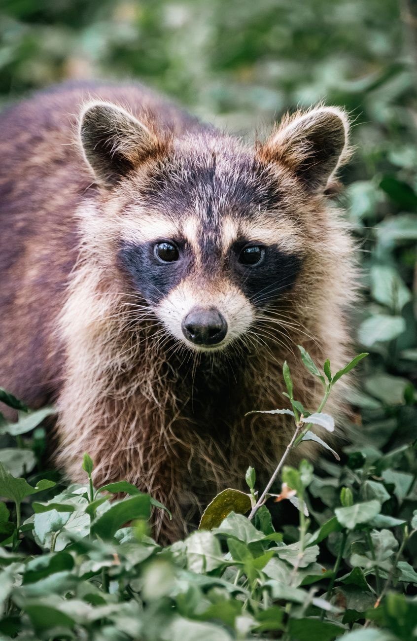 A Curious Raccoon Peers from Lush Greenery jigsaw puzzle
