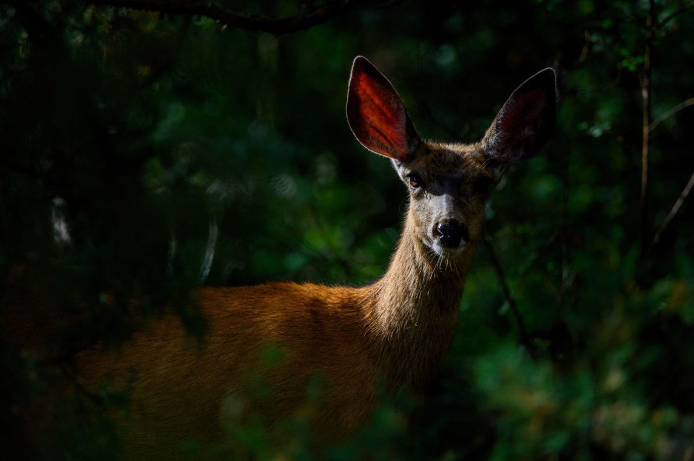 A Deer Stands Amid Dense Forest Foliage jigsaw puzzle