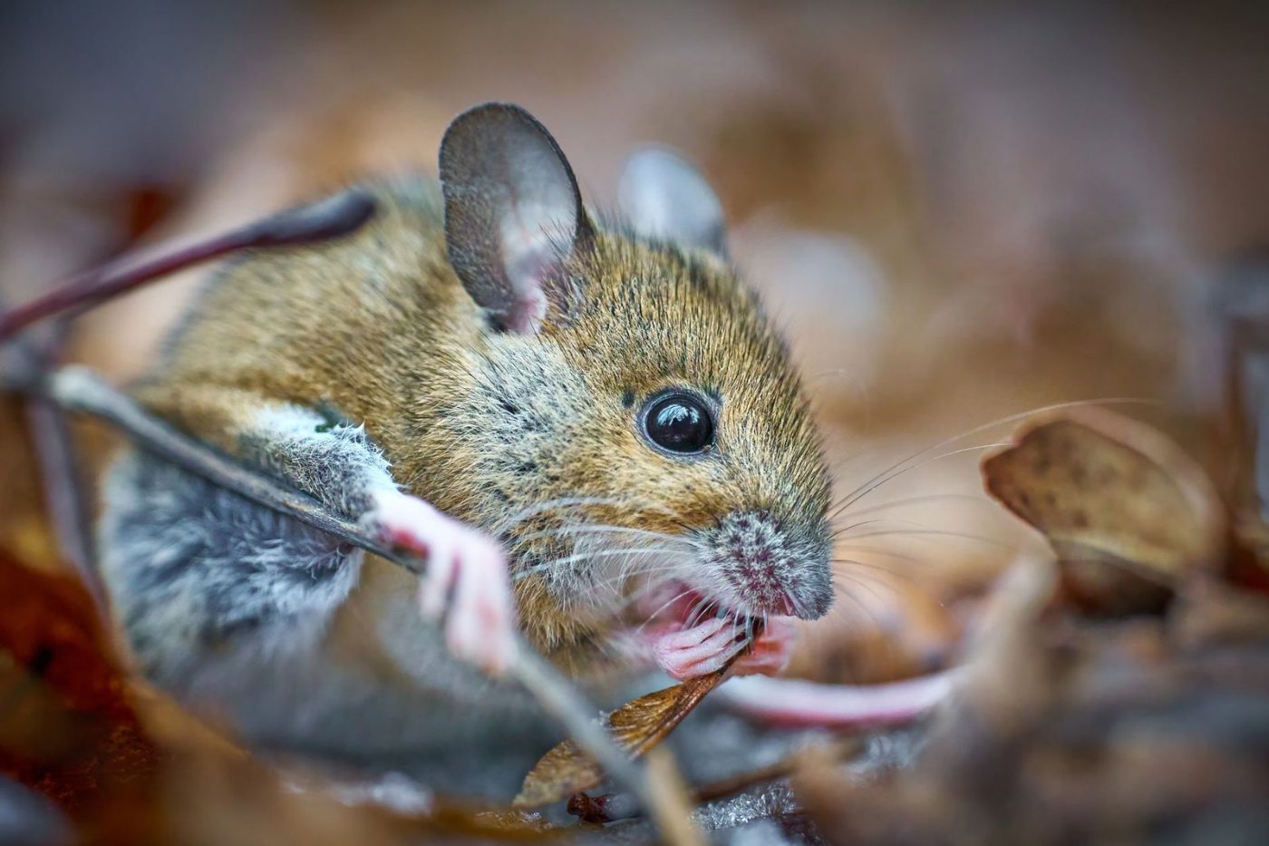A Detailed Close up of a Mouse jigsaw puzzle