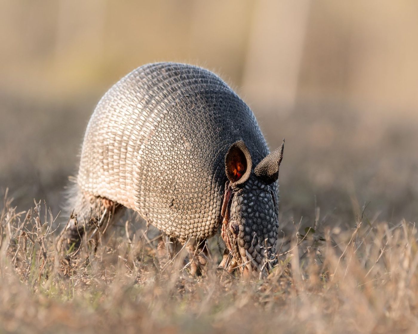 A Detailed Shot of an Armadillo Searching jigsaw puzzle
