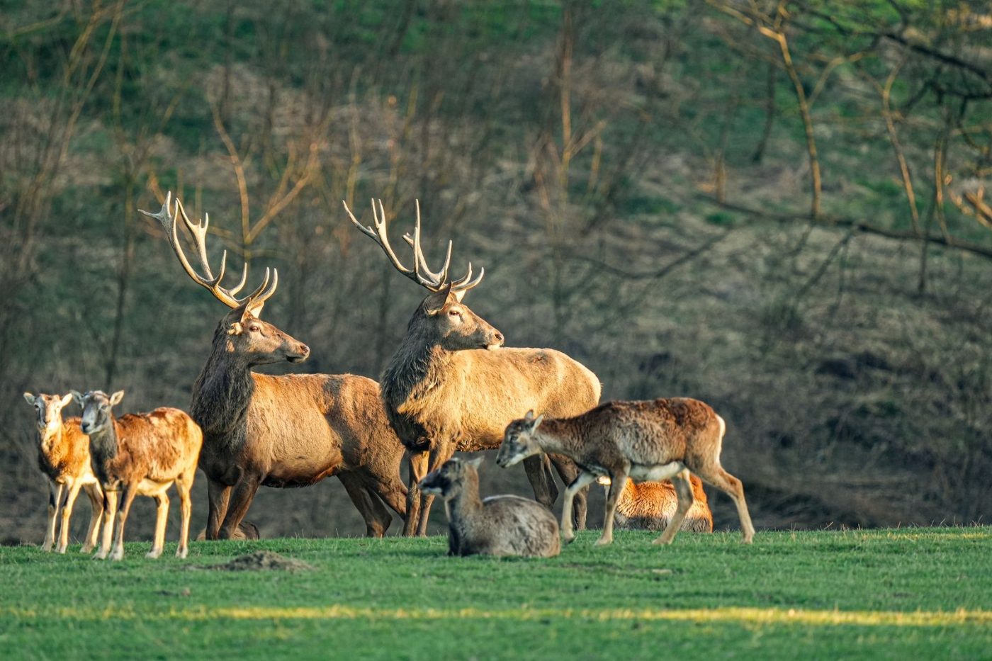 A Herd of Deer Grazing in a jigsaw puzzle