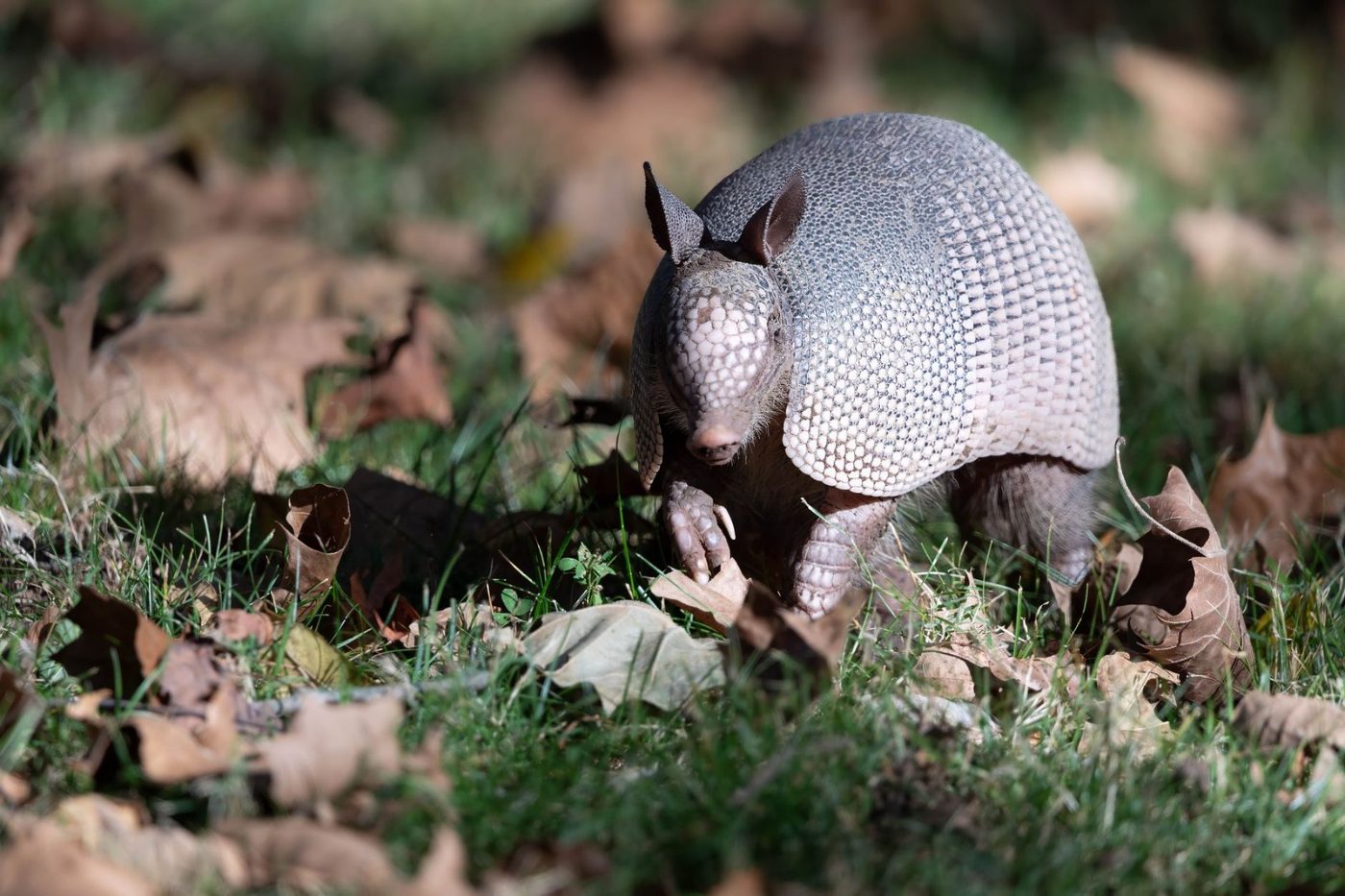 A Nine Banded Armadillo Exploring the Grass — Free Online Jigsaw Puzzle | Jigsaw Planet