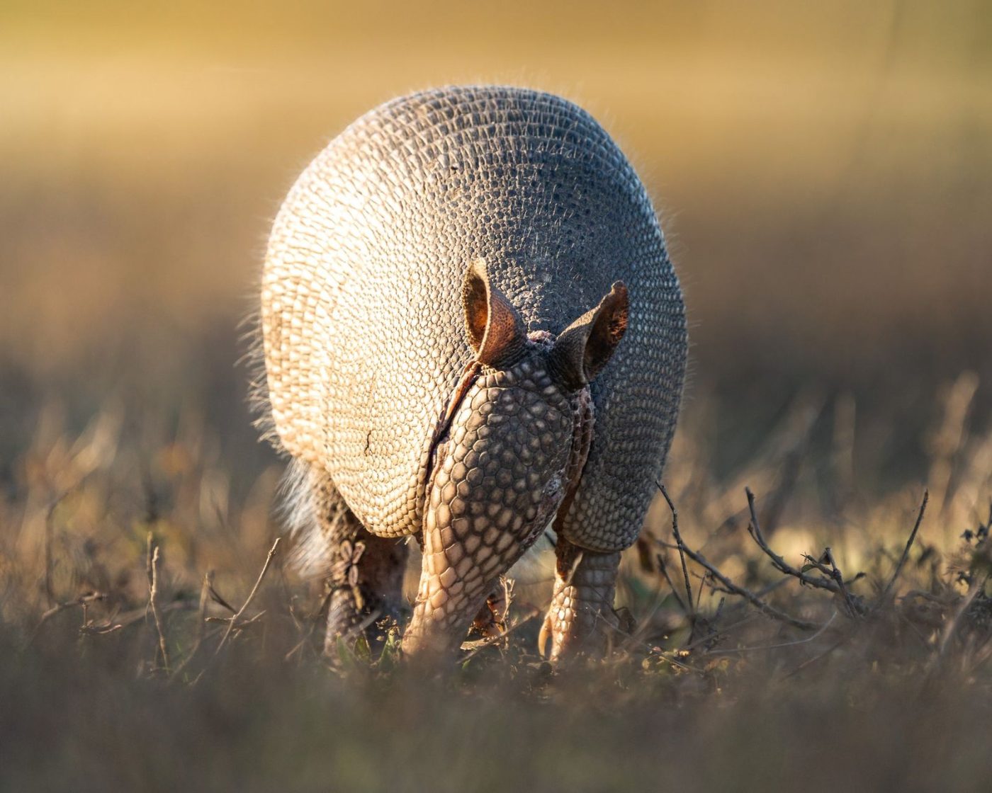 A Nine Banded Armadillo Forages in a jigsaw puzzle