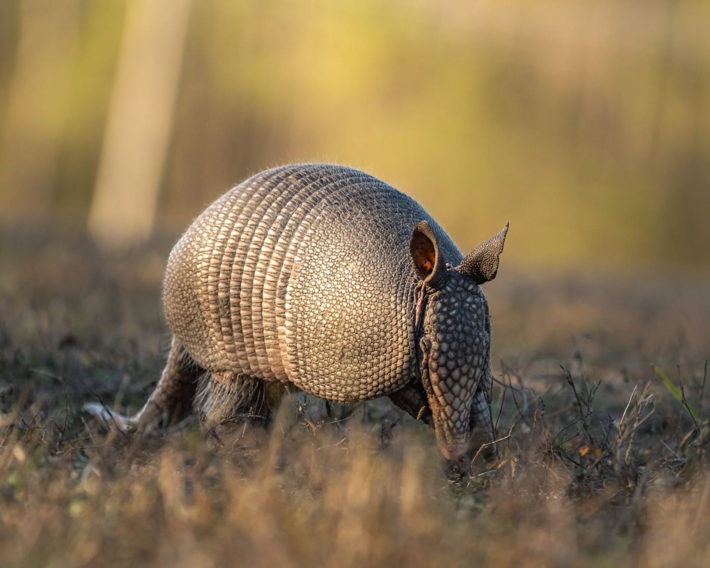 A Nine Banded Armadillo Roaming Outdoors During jigsaw puzzle