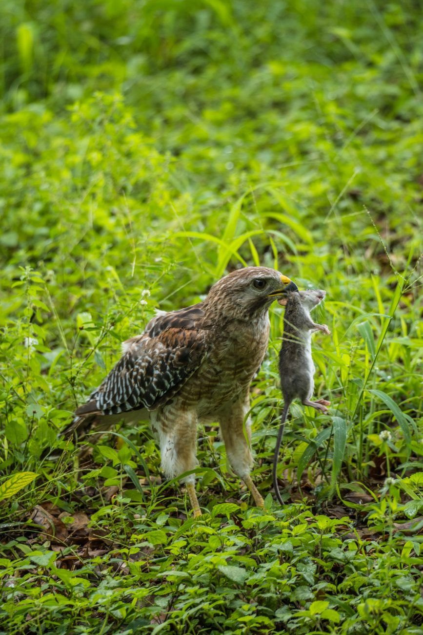 A Red Shouldered Hawk Captures a Mouse jigsaw puzzle