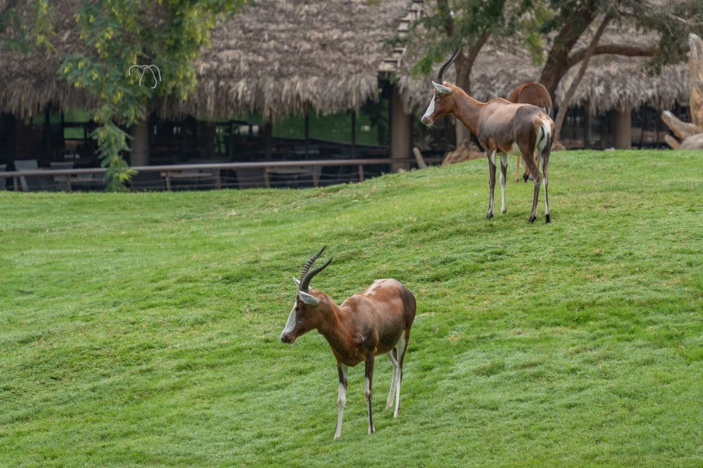 A Scenic View of Antelopes Grazing on jigsaw puzzle