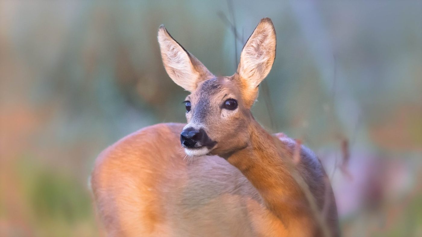 A Serene Close up of a Deer jigsaw puzzle