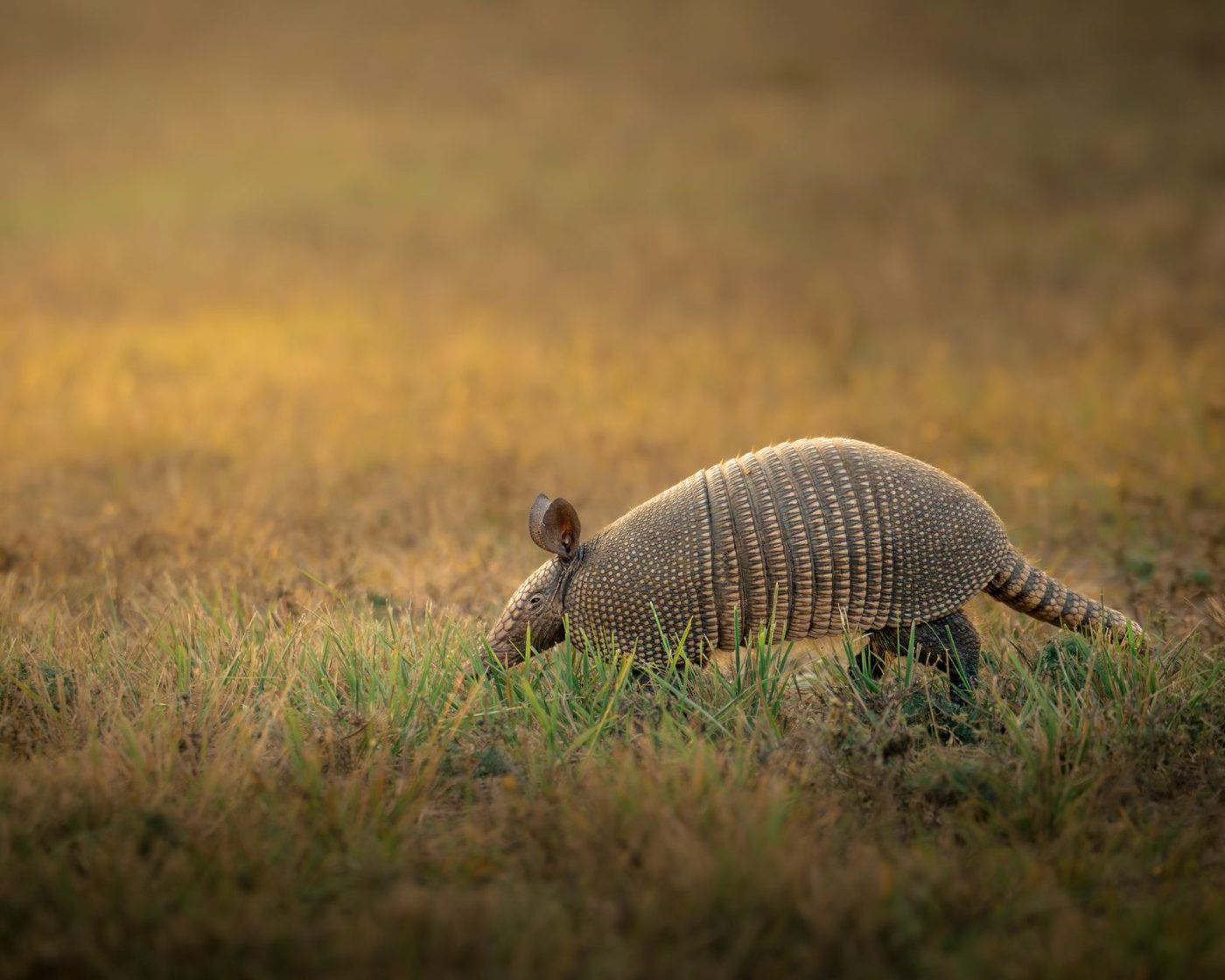 A Single Armadillo Foraging in a Sunlit jigsaw puzzle