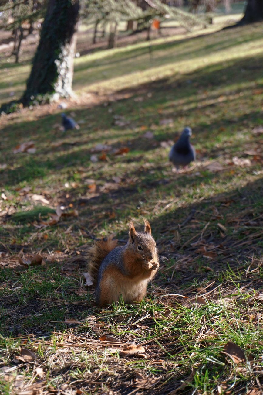 A Squirrel Sits on Grassy Ground in jigsaw puzzle