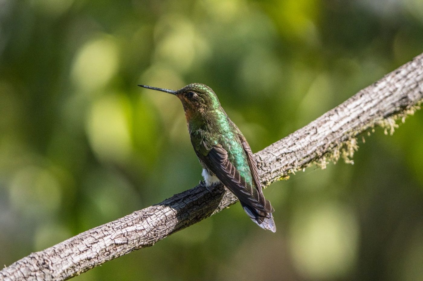 A Stunning Green Hummingbird Resting on a jigsaw puzzle