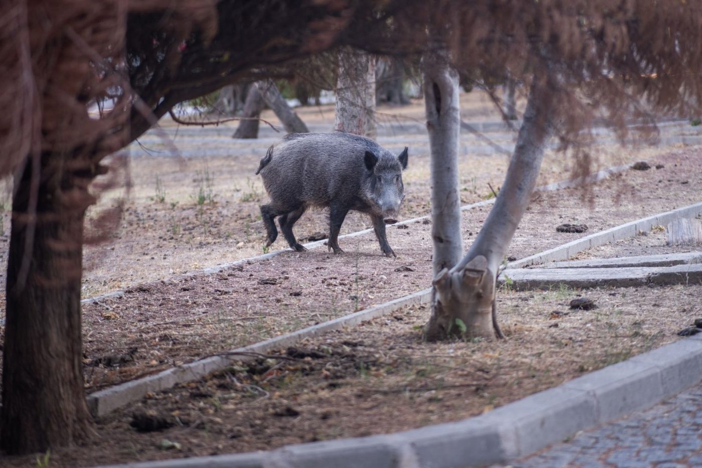A Wild Boar Wanders Through a Park jigsaw puzzle