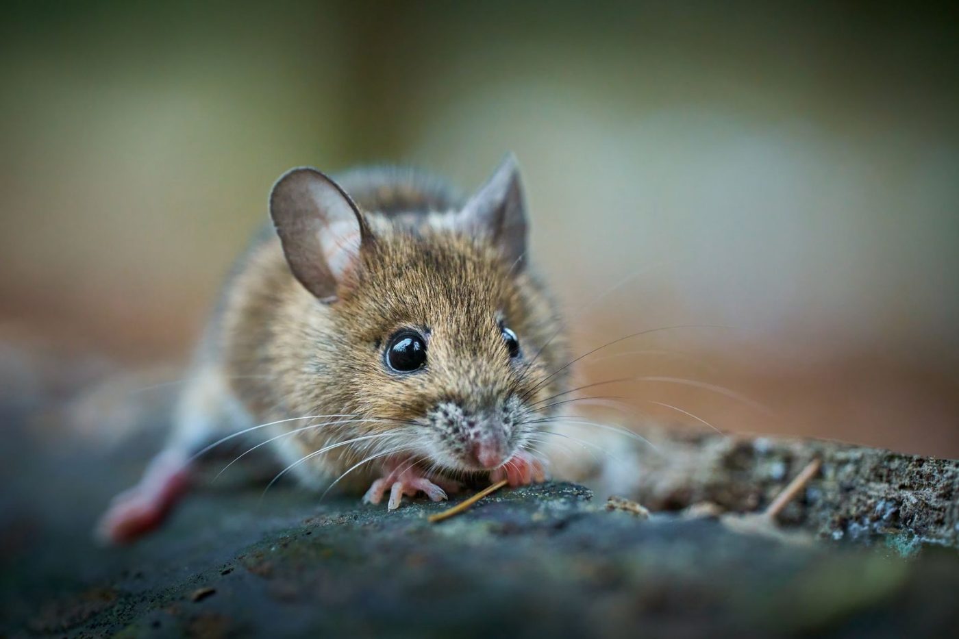 Adorable Forest Mouse Captured Close up Showcasing jigsaw puzzle