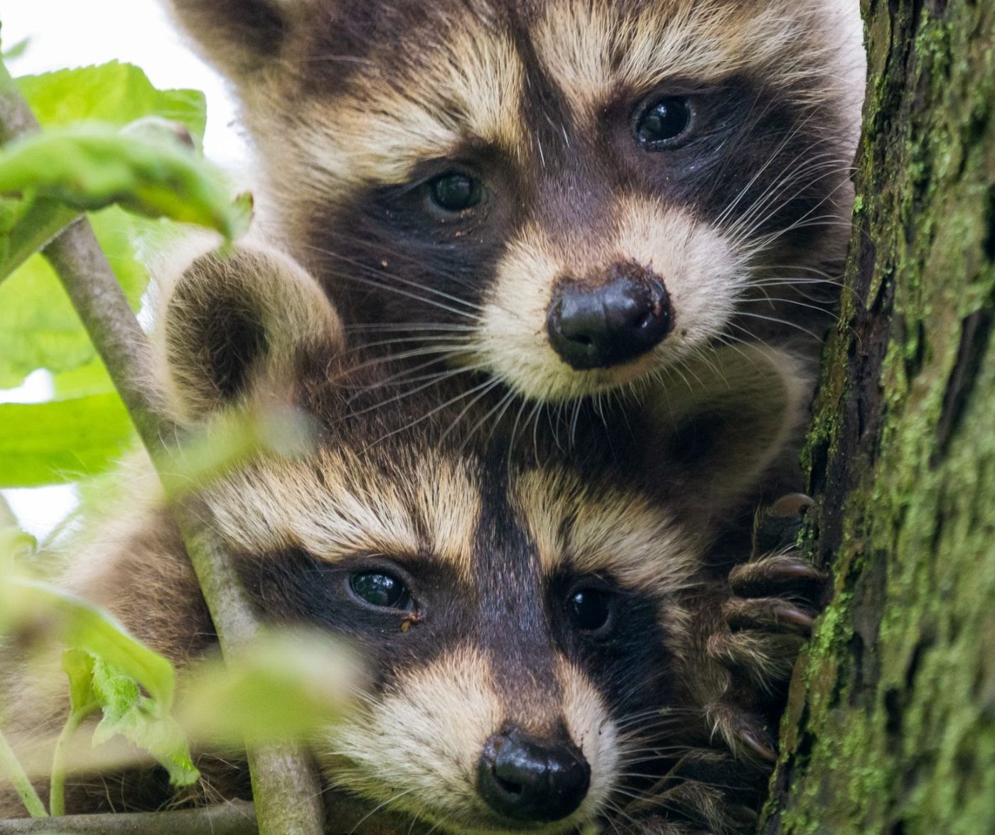 Adorable Raccoon Cubs Peek Out from a jigsaw puzzle