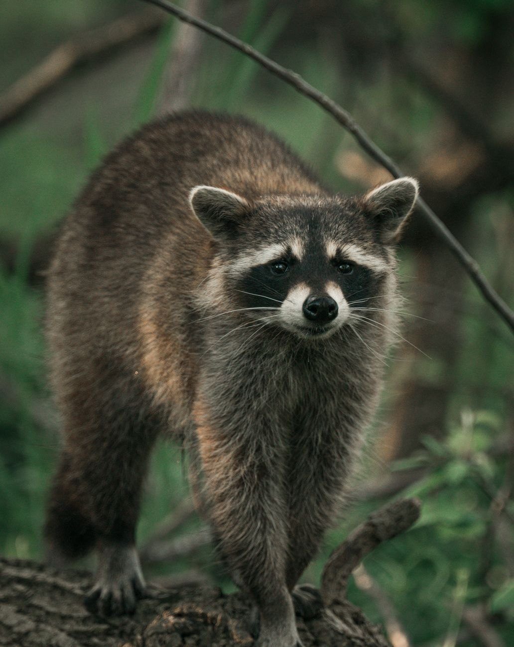 Captivating Close up Portrait of a Raccoon jigsaw puzzle