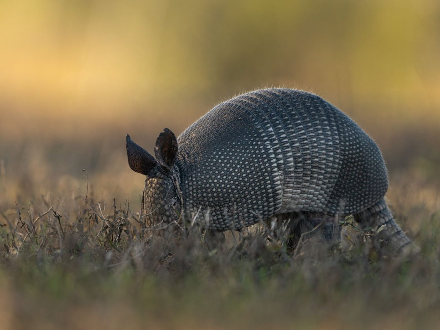 Captivating Image of an Armadillo Exploring Grasslands jigsaw puzzle