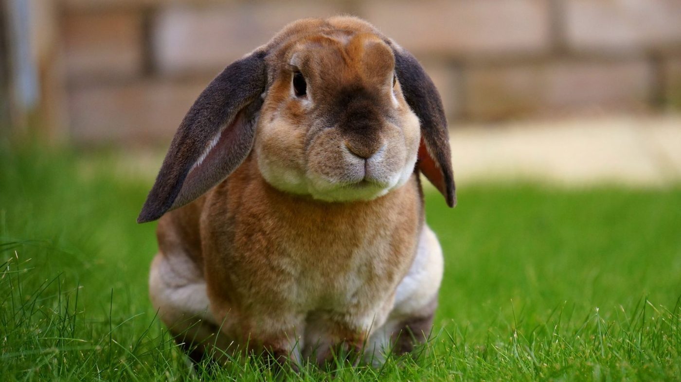 Close up of a Brown Rabbit Sitting jigsaw puzzle