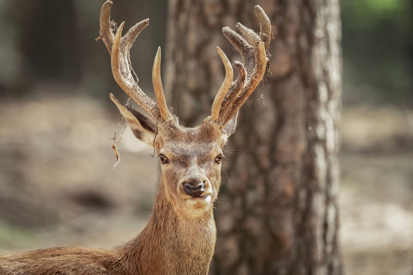 Close up of a Red Deer with jigsaw puzzle