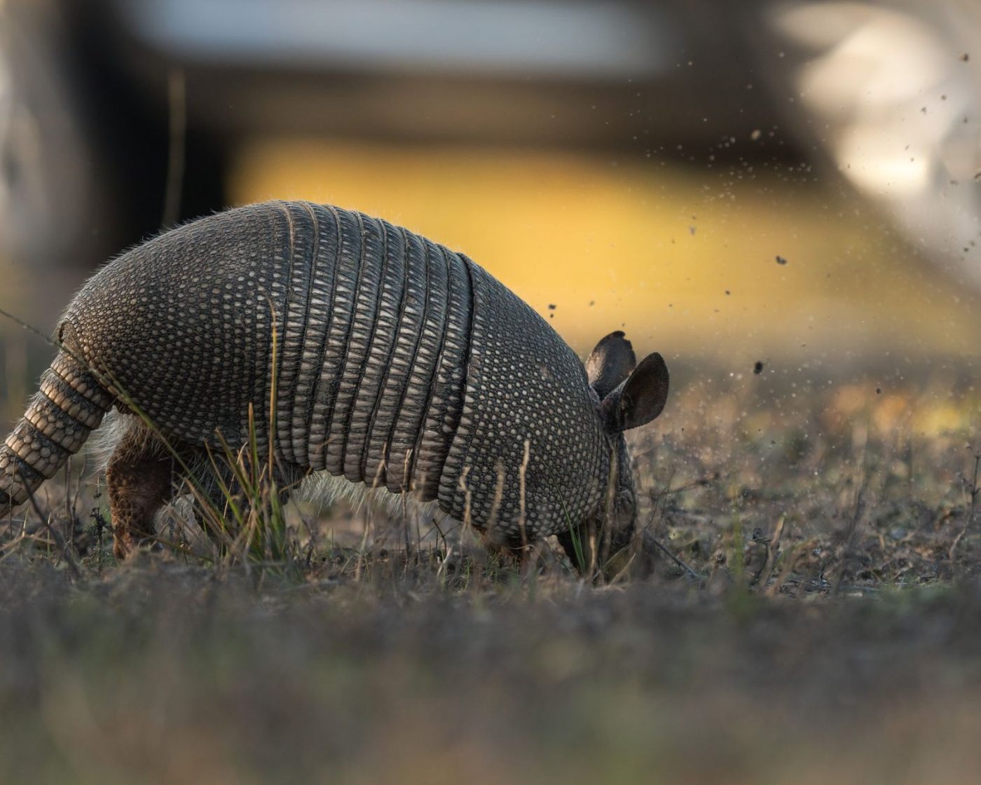 Close up of an Armadillo Digging Into jigsaw puzzle