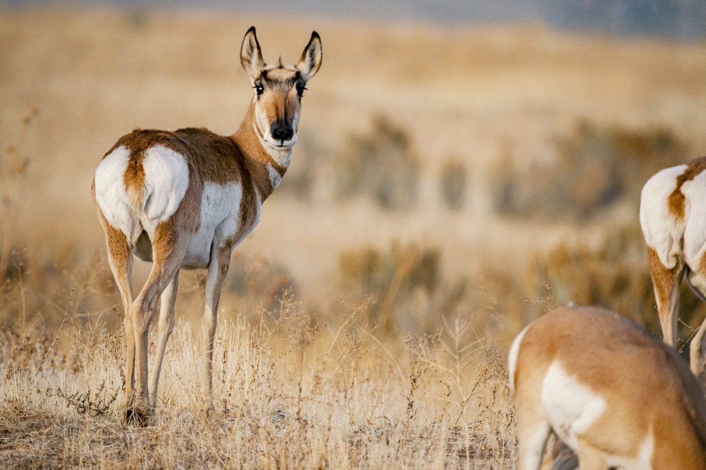 Close View of Pronghorns in a Sunny jigsaw puzzle