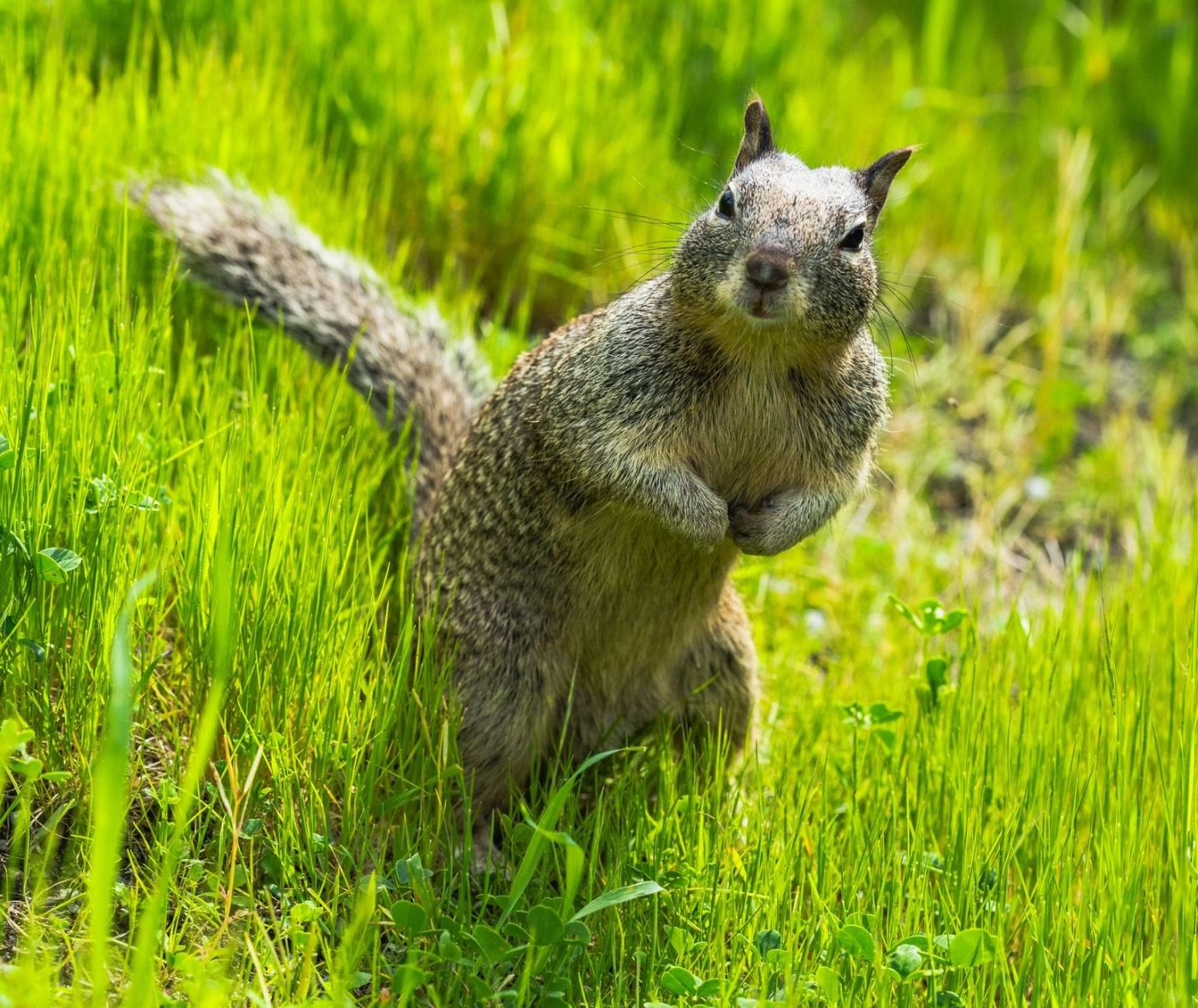 Curious California Ground Squirrel Standing in Lush jigsaw puzzle