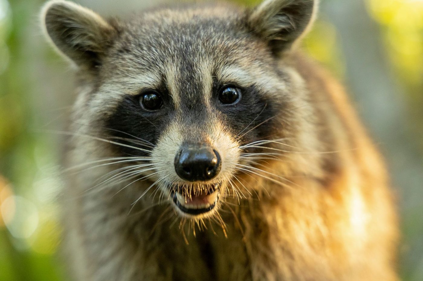 High Quality Close up of a Raccoon jigsaw puzzle
