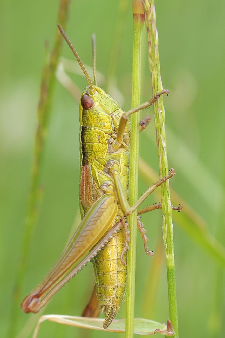 Macro Shot of a Vibrant Grasshopper on jigsaw puzzle