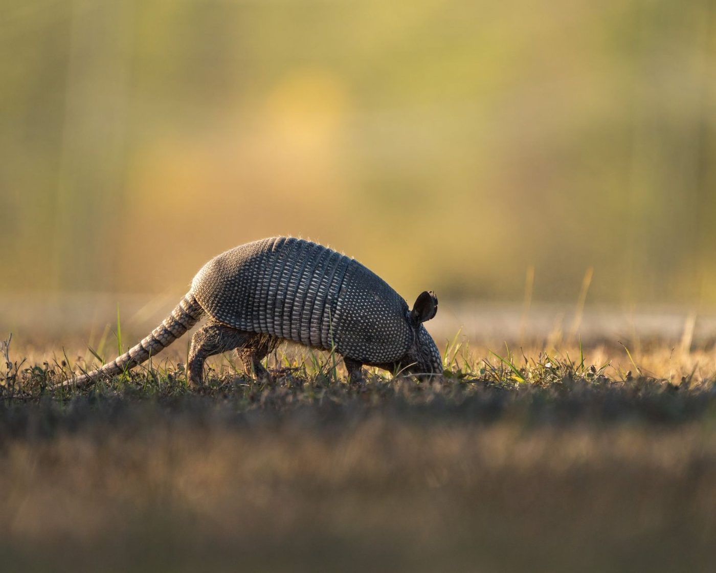 Nine Banded Armadillo Foraging in Grassy Field jigsaw puzzle