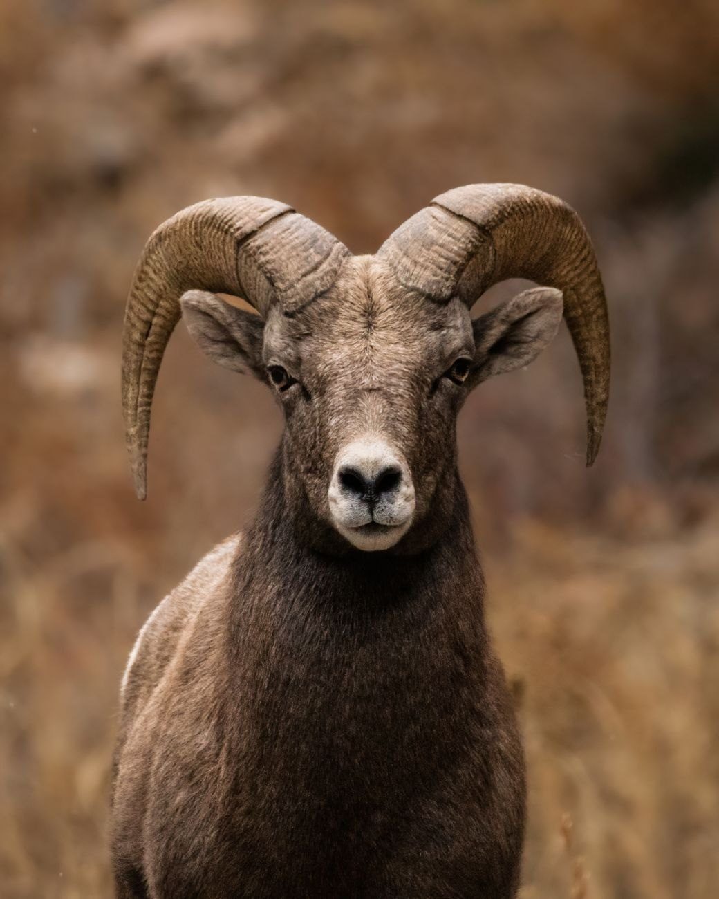 Portrait of a Bighorn Sheep Ram in jigsaw puzzle