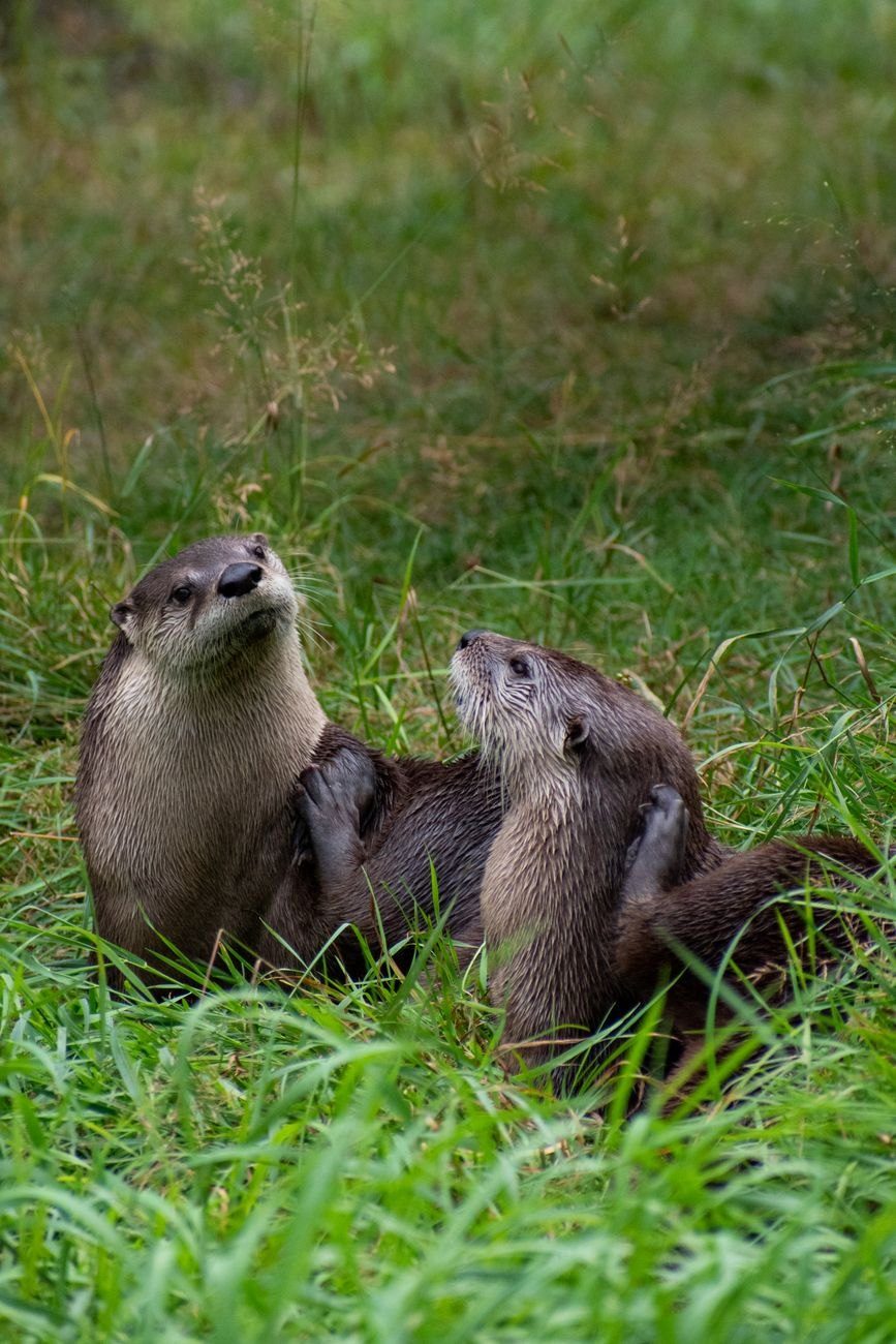 Two Adorable Otters Playing in Vibrant Green jigsaw puzzle