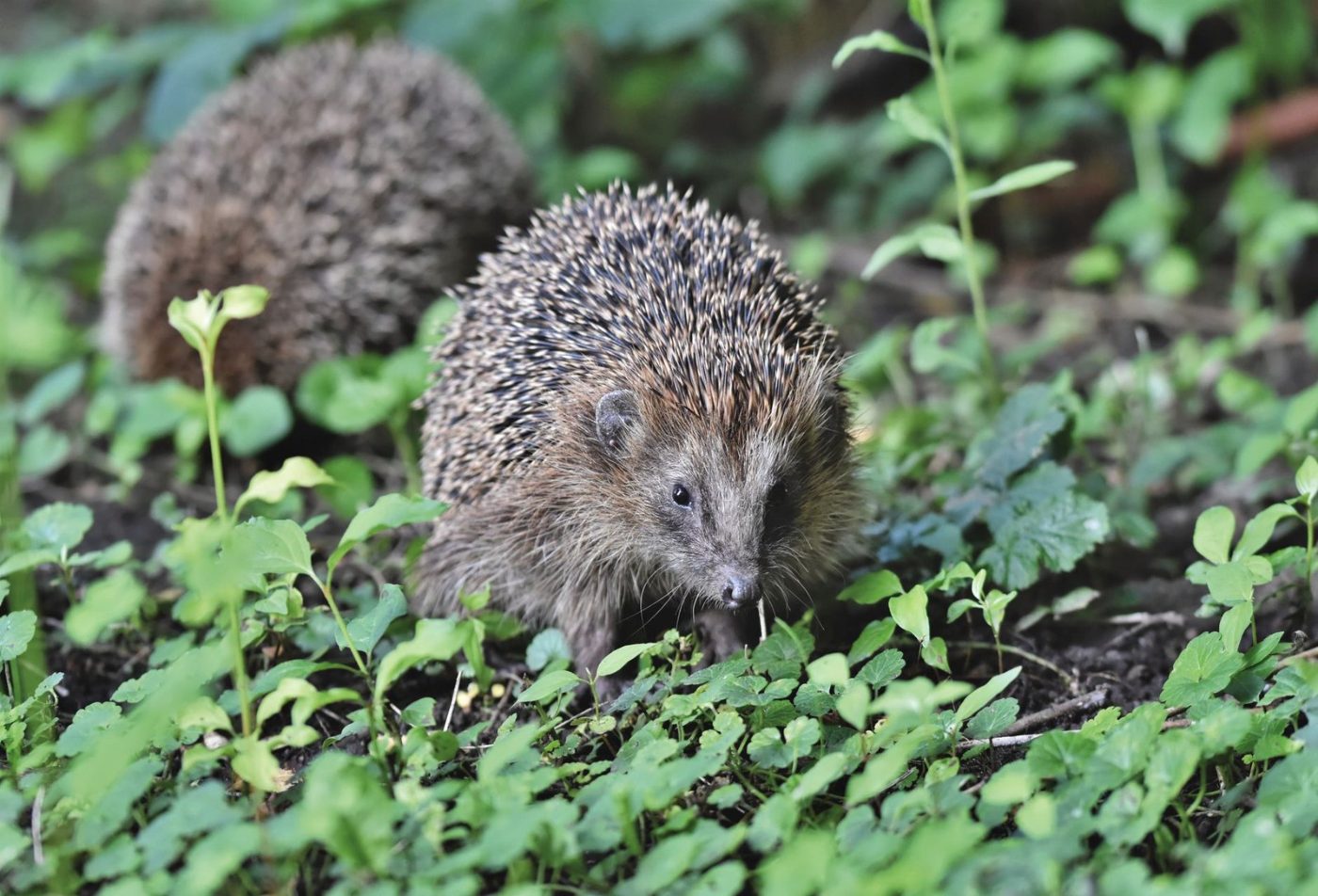 Two European Hedgehogs Exploring a Lush Garden — Free Online Jigsaw Puzzle | Jigsaw Planet