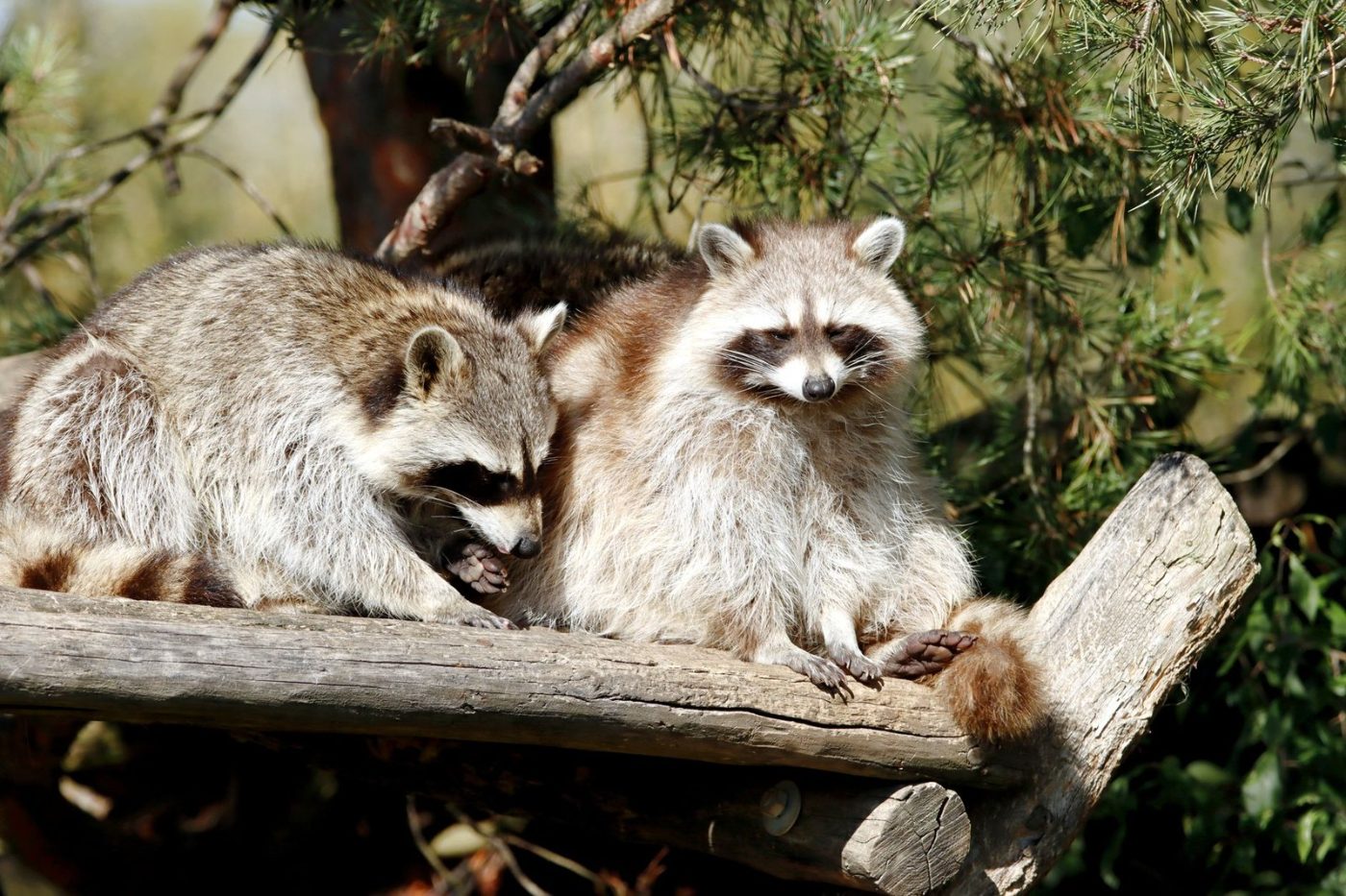 Two Raccoons Sitting on a Log Surrounded jigsaw puzzle